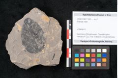 Foto (Objekt + Etikett) von Plantae indet.  (NHMW-GEO-2024-0188-11563)